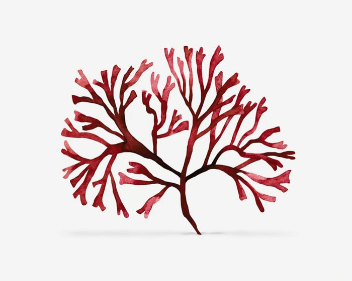 Chondrus crispus-ekstrakt